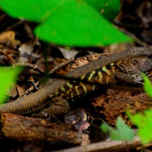 Herpetofauna-HabitarteConservancyNicaragua-2