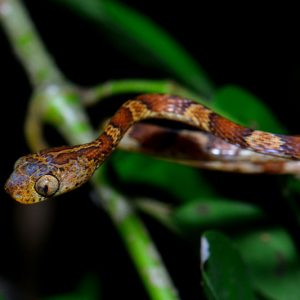 Herpetofauna-HabitarteConservancyNicaragua-4