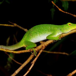 Herpetofauna-HabitarteConservancyNicaragua-6